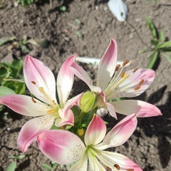 Наська Настюха, 06.02.2009, Алушта