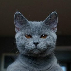 Александр Волицкий, 17.10.1983, Киев