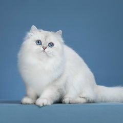 Ирина Копаева, 17.02, Москва