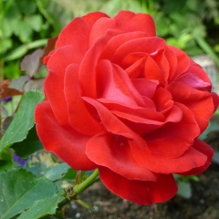 Люба Матвеева, 23.08, Санкт-Петербург