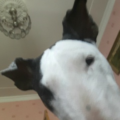 Shawn Spencer, 04.06, Москва