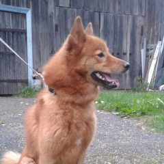 Алексей Гришин, 24.09, Петрозаводск