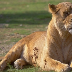Ильдар-Адо Абдулин, 22.07.1999, Каракол