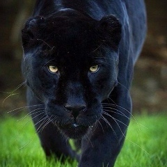 Татьяна Леонтьева, 07.01, Новодвинск