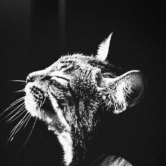 Антон Лафанов, Москва