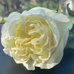 Сурет Гасанова, Астрахань