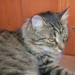 Ксения Андрейченко, 27.11.1986, Москва