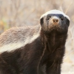 Tata-Trichoptera Чужекова, 28.01.1987