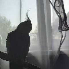 Денис Шибов, 25.03, Санкт-Петербург