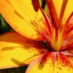 Анюта Шабетя, 15.06.1987, Караганда