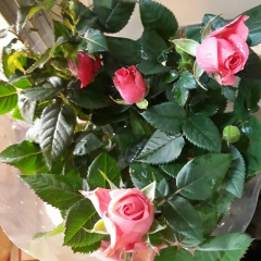 Маргарита Карасова, 08.05.1987, Санкт-Петербург