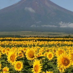 Заир Нурманбетов, Los Angeles