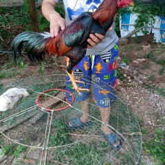 หอม สกุลกลาง, 11.02.1983