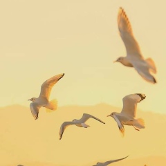 Gumyonnyy Ilya, Астана