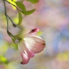 Анжела Лепшокова, Черкесск