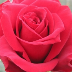 Oleg Veselove, 13.04, Пермь