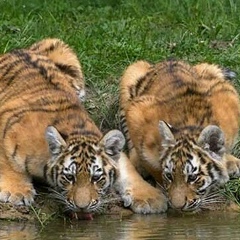 Владимир Серик, 19.04.1970, Бишкек