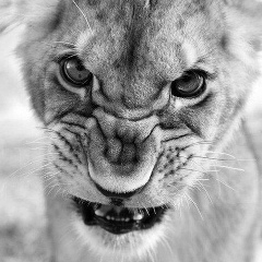 Паша Радлер, 16.02