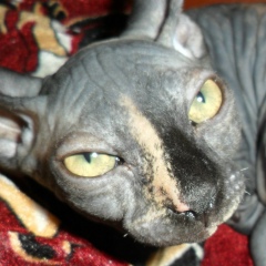 Любаня Блошкина, 06.12, Санкт-Петербург