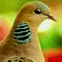 Елена Салманова, Ростов-на-Дону