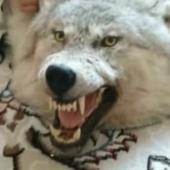 Дархан Корганбеков, Кызылорда