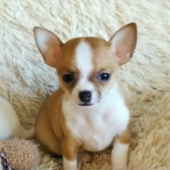 Светлана Огойко(лавренюк), Радужный