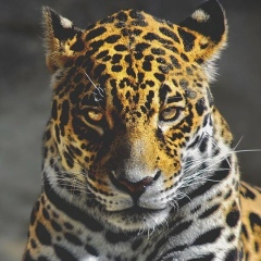 Bauka Smagulov, 11.04, Караганда