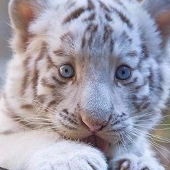 Антон Балин, 14.11, Уфа