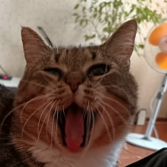 Андрей Берлинер, Выборг