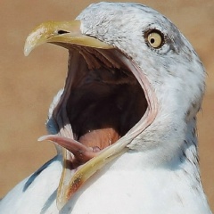 Игорь Петров, Ярославль