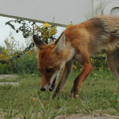 Вова Махнюк, 18.09.1995, Ирпень