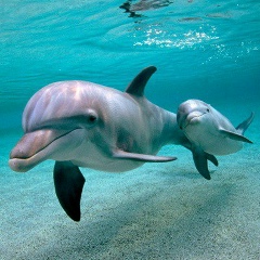 Ян Кошин, 03.09, Минск