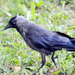 Андрей Мусевич, 10.05.1974, Астрахань