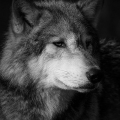 Вячеслав Лысенко, Ставрополь