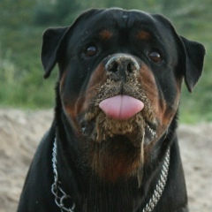 Елена Яковлева, Чебоксары