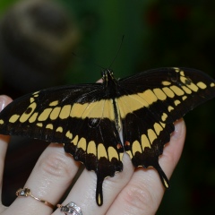 Ирина Ростова, 01.08, Тюмень