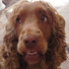 Александр Сергеев, Москва