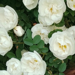 Аня Костикова, 20.06, Санкт-Петербург