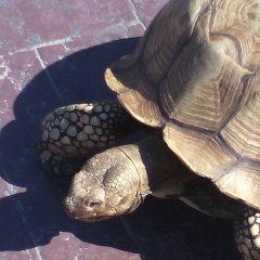 Дмитрий Иванов, 26.02, Петушки