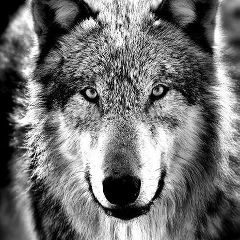 Denis Demidov, 21.01, Сахновщина