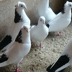 Адильбек Джумабаев, 07.03.2008