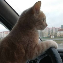 Алекс Тронаў, 23.06, Гомель