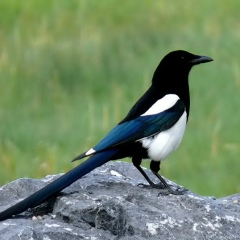 Марина Сорока, 01.09, Донецк