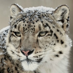 Тимур Нургазин, 12.06.1989, Астана