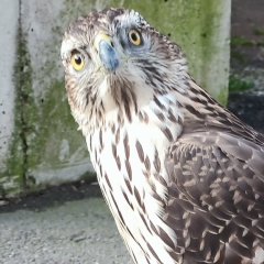 Aleksandr Kaijalainen, 09.08, Силламяэ