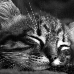 Денис Сидоренко, 15.07