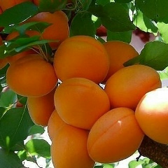 Айдан Кубанычбекова, 10.02.1994, Москва