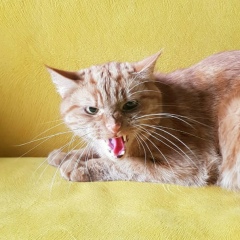 Татьяна Куценко, 18.07, Санкт-Петербург