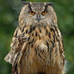 Александр Настобурский