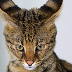 Роман Долгополов, Gander